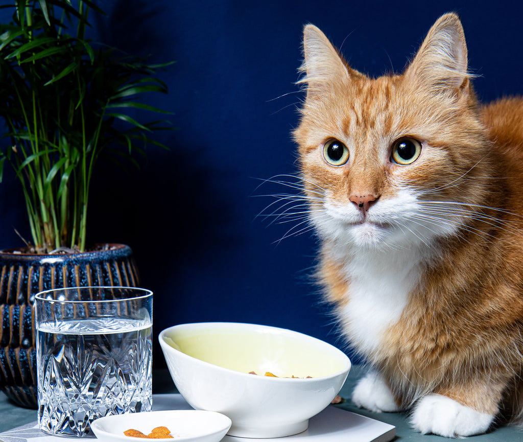The Miffy Treat Dish - The Kitty Caller